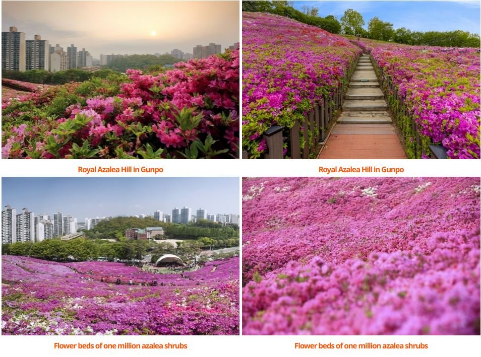 A vibrant collage of the Gunpo Royal Azalea Hill near Seoul, showcasing one of the million azalea shrubs that bloom shortly after the Seoul Cherry Blossom 2026 season