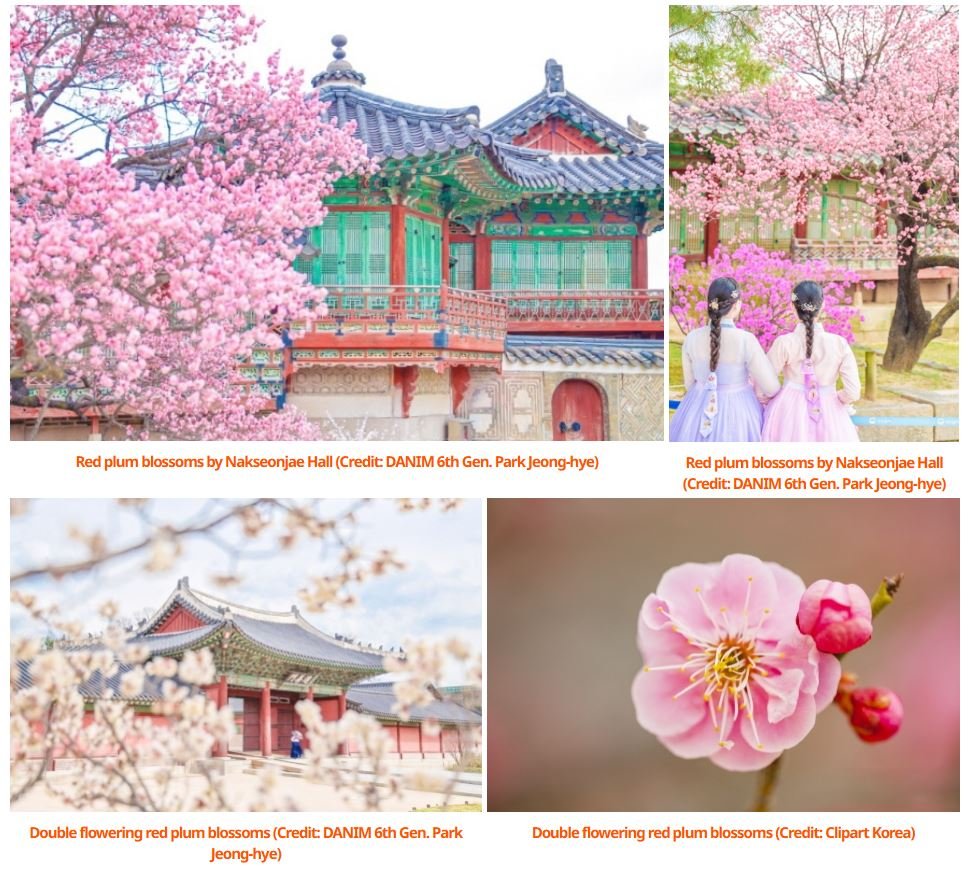 Beautiful collage showing Nakseonjae Hall and plum blossoms in Changdeokgung Palace, showcasing the broader Seoul spring flower season that includes the anticipated Seoul Cherry Blossom 2026
